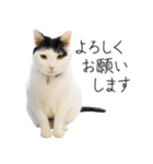 くつろぎ猫カフェnorara "ビジネス会話”（個別スタンプ：3）