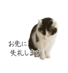 くつろぎ猫カフェnorara "ビジネス会話”（個別スタンプ：4）