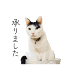 くつろぎ猫カフェnorara "ビジネス会話”（個別スタンプ：6）