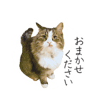 くつろぎ猫カフェnorara "ビジネス会話”（個別スタンプ：8）