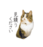 くつろぎ猫カフェnorara "ビジネス会話”（個別スタンプ：10）