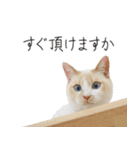 くつろぎ猫カフェnorara "ビジネス会話”（個別スタンプ：12）