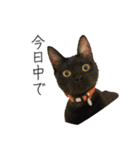 くつろぎ猫カフェnorara "ビジネス会話”（個別スタンプ：15）