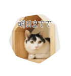 くつろぎ猫カフェnorara "ビジネス会話”（個別スタンプ：16）