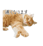 くつろぎ猫カフェnorara "ビジネス会話”（個別スタンプ：17）