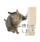 くつろぎ猫カフェnorara "ビジネス会話”（個別スタンプ：21）