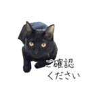 くつろぎ猫カフェnorara "ビジネス会話”（個別スタンプ：24）