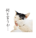 くつろぎ猫カフェnorara "ビジネス会話”（個別スタンプ：32）