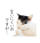 くつろぎ猫カフェnorara "ビジネス会話”（個別スタンプ：34）