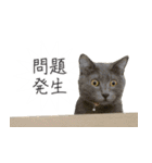 くつろぎ猫カフェnorara "ビジネス会話”（個別スタンプ：35）