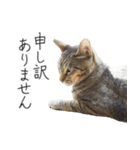 くつろぎ猫カフェnorara "ビジネス会話”（個別スタンプ：36）