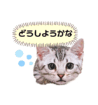 短足だってイイじゃん！かわいい猫スタンプ（個別スタンプ：12）