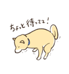 へそ天で語る柴犬（個別スタンプ：7）