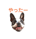 いぬやん（レオンさん）スタンプ（個別スタンプ：6）