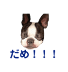 いぬやん（レオンさん）スタンプ（個別スタンプ：8）