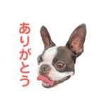 いぬやん（レオンさん）スタンプ（個別スタンプ：15）