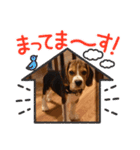 ビーグル犬の赤ちゃん（個別スタンプ：6）