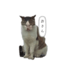 激おこ猫（個別スタンプ：1）