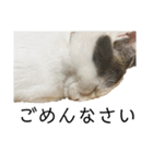 我らが動物園:)vol2（個別スタンプ：4）