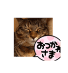 元保護猫だよ！アロ（個別スタンプ：7）