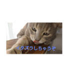 キラにゃんこ（個別スタンプ：2）