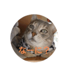キラにゃんこ（個別スタンプ：4）