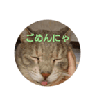 キラにゃんこ（個別スタンプ：5）