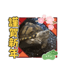 お正月のスタンプかめきち（個別スタンプ：3）