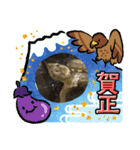お正月のスタンプかめきち（個別スタンプ：4）