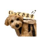 セサミのスタンプ2（個別スタンプ：9）