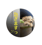 セサミのスタンプ2（個別スタンプ：19）