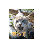 キラにゃんこと野良猫ちゃん♪（個別スタンプ：1）