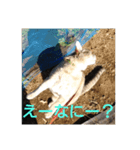 キラにゃんこと野良猫ちゃん♪（個別スタンプ：2）