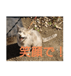 キラにゃんこと野良猫ちゃん♪（個別スタンプ：3）
