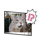 キラにゃんこと野良猫ちゃん♪（個別スタンプ：4）