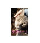 キラにゃんこと野良猫ちゃん♪（個別スタンプ：5）