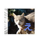 キラにゃんこと野良猫ちゃん♪（個別スタンプ：6）