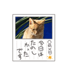 キラにゃんこと野良猫ちゃん♪（個別スタンプ：7）