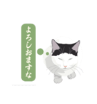 古いナニワ言葉をつぶやく猫（個別スタンプ：3）