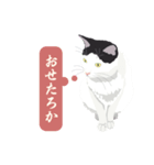 古いナニワ言葉をつぶやく猫（個別スタンプ：8）