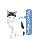 古いナニワ言葉をつぶやく猫（個別スタンプ：14）