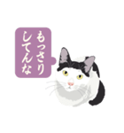 古いナニワ言葉をつぶやく猫（個別スタンプ：16）