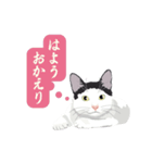 古いナニワ言葉をつぶやく猫（個別スタンプ：31）