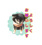 黒チワワの日常3（個別スタンプ：4）