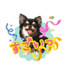 黒チワワの日常3（個別スタンプ：11）