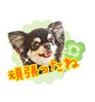 黒チワワの日常3（個別スタンプ：15）