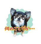 黒チワワの日常3（個別スタンプ：20）