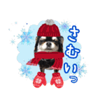 黒チワワの日常3（個別スタンプ：24）