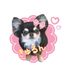黒チワワの日常3（個別スタンプ：25）
