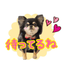 黒チワワの日常3（個別スタンプ：30）